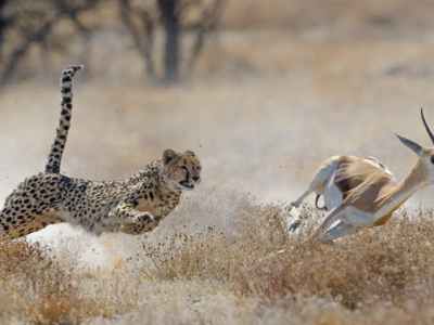 4. L&rsquo;émotion au service de la survie: des conséquences sur la&nbsp;santé