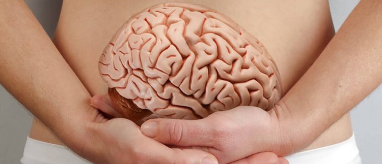 Le ventre, notre &laquo;&nbsp;deuxième cerveau&nbsp;&raquo;